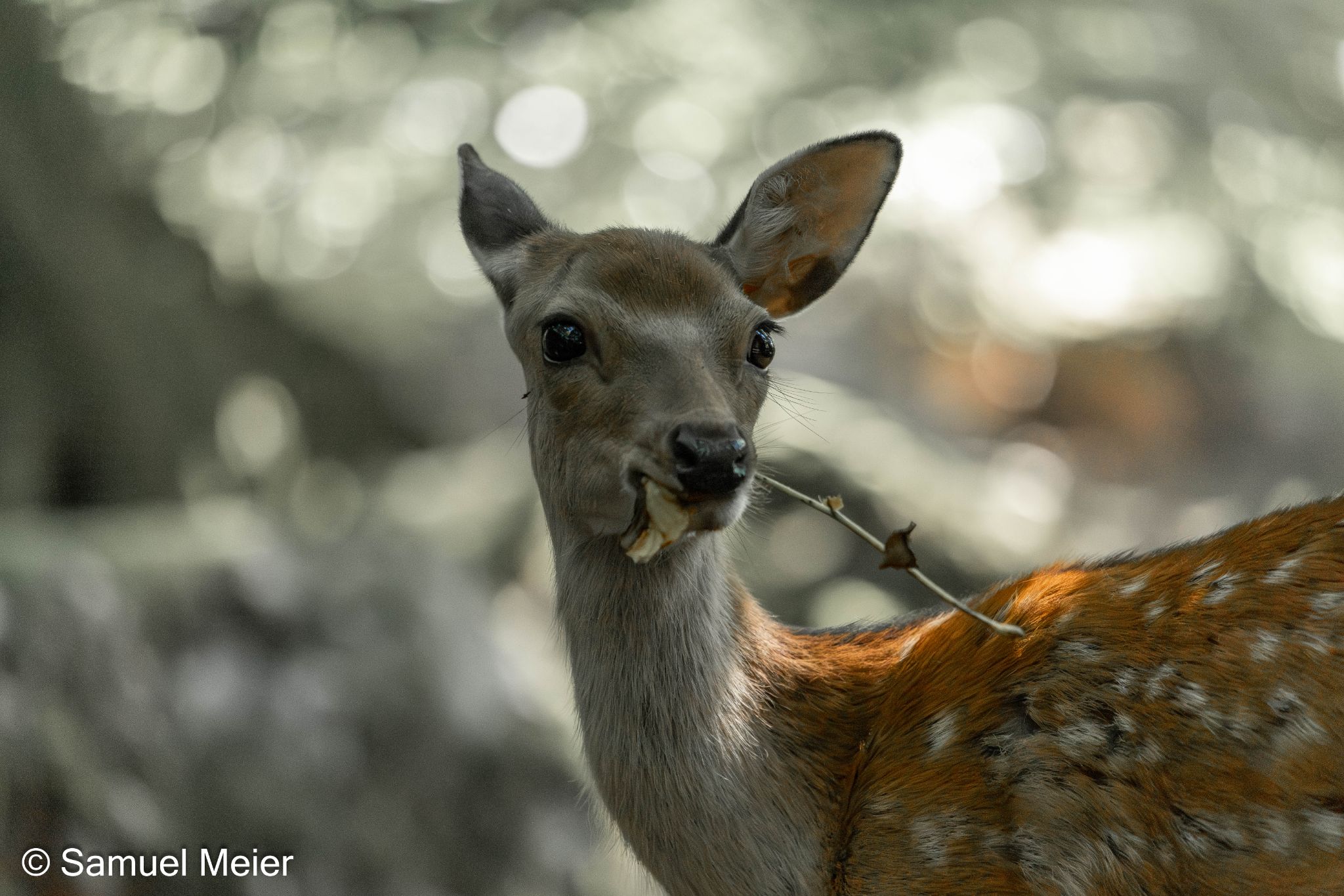 2022 TierparkGoldau 107